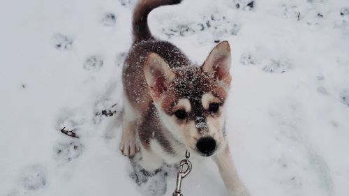 High angle portrait of dog on snow