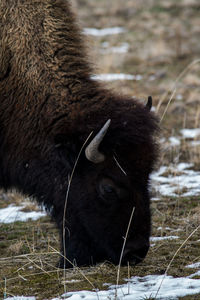 Close-up of an animal