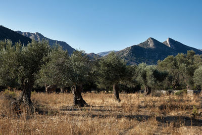 Trees on field against clear blue sky