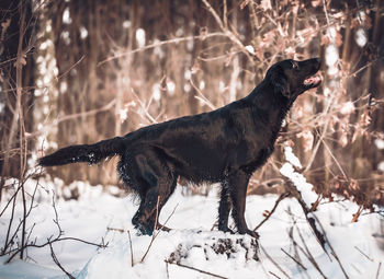 Black dog on snow covered land