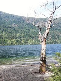 Scenic view of lake against trees in forest