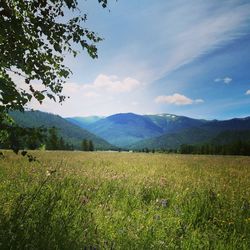 Scenic view of field against sky