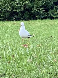 Seagull perching on a field