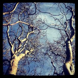 Low angle view of bare trees against sky