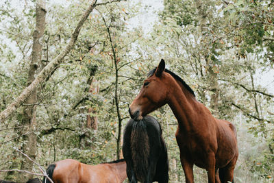 Horse in a forest