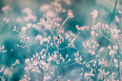 Close-up of cherry blossom plant