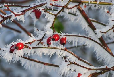 Close-up of frost on rose hips growing outdoors