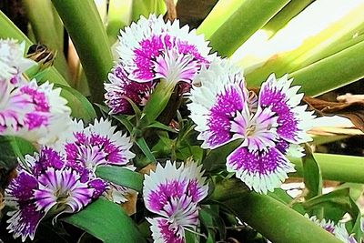 Close-up of purple flowers