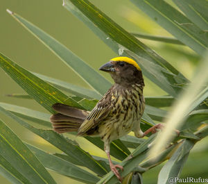 Close-up of bird perching on leaf