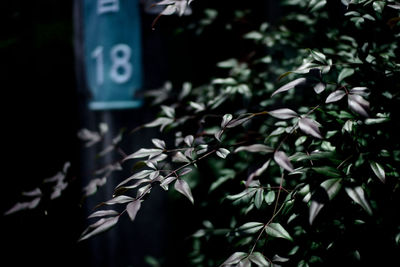 Plants growing at night