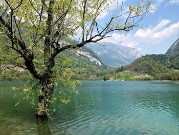 Scenic view of lake in forest against sky