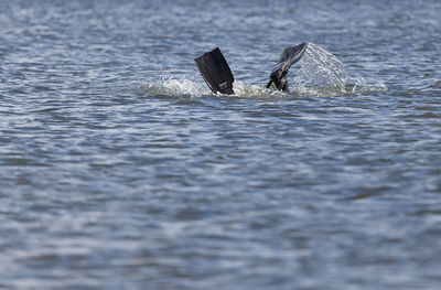 High angle view of man swimming in sea