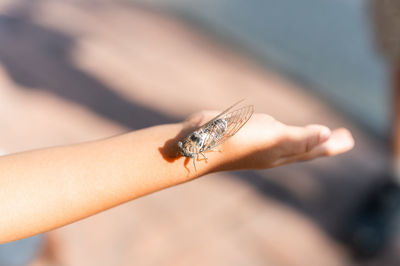 Kid hand holding cicada cicadidae a black large flying chirping insect or bug or beetle on arm