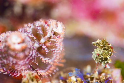 Close-up of pink flowering plant
