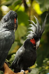 Two rare palm cockatoos