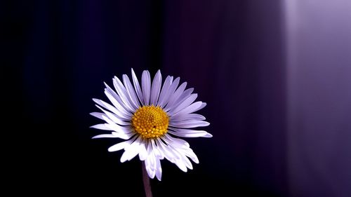 Close-up of purple daisy flower