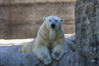 Portrait of ice bear sitting in zoo