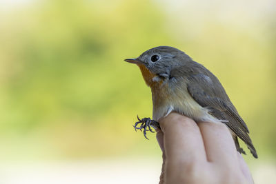 Close-up of a bird on hand