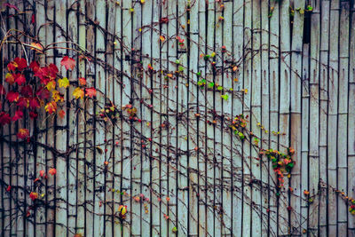 Flowers growing on tree