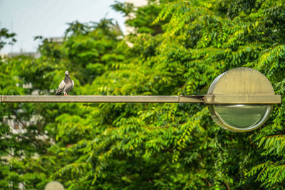 Bird perching on a tree