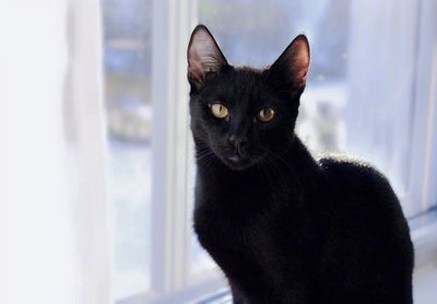 Close-up portrait of black cat