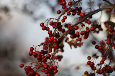 Close-up of berries on branch