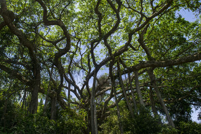 Low angle view of bamboo trees in forest