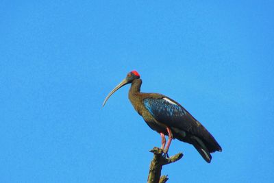 Low angle view of bird perching against clear blue sky