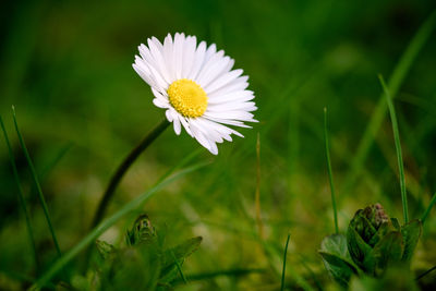 Close-up of white daisy flower on field