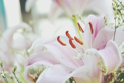 Close-up of pink flower