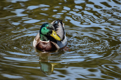 Duck swimming in lake