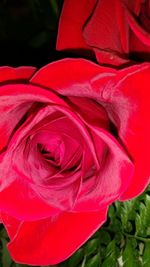 Close-up of red rose blooming outdoors