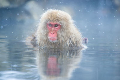 Monkey in a lake