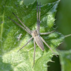 Close-up of spider on plant