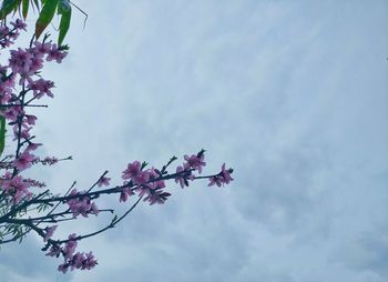 Low angle view of flower tree against sky