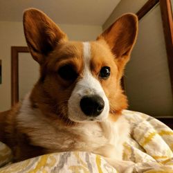Close-up portrait of dog on bed at home