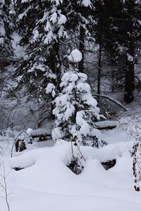 Trees on snow covered landscape