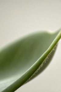 Close-up of succulent plant against white background