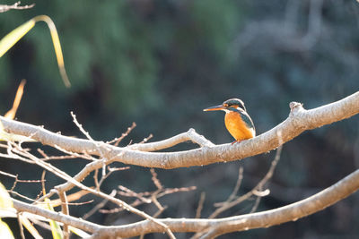 Close-up of bird perching on branch