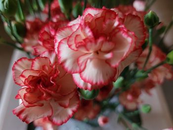 Close-up of pink flowers