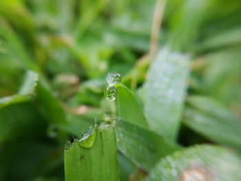 Close-up of insect on leaf