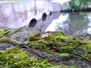 Close-up of moss growing on rock