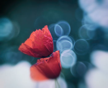 Close-up of red rose flower