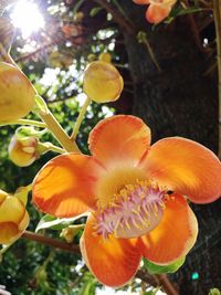 Close-up of orange flowers