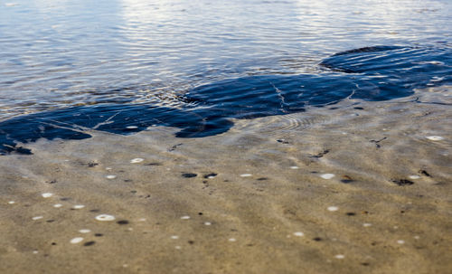 Fish swimming in sea