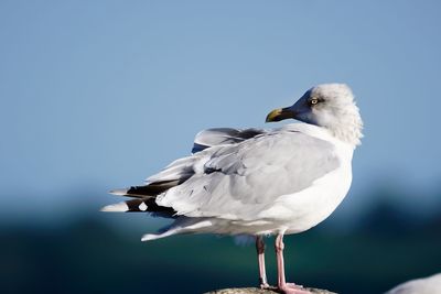 Close-up of seagull perching on rock against sky