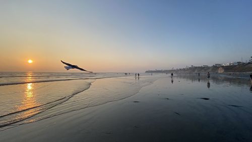 View of seagulls on beach at sunset