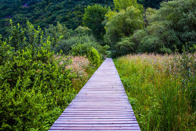Walk around the biotope of lake caldaro between reeds and vineyards in bolzano italy