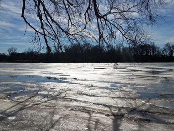 Bare trees on snow covered landscape