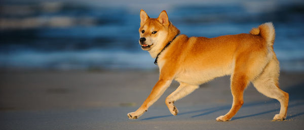 Shiba inu running on shore at beach